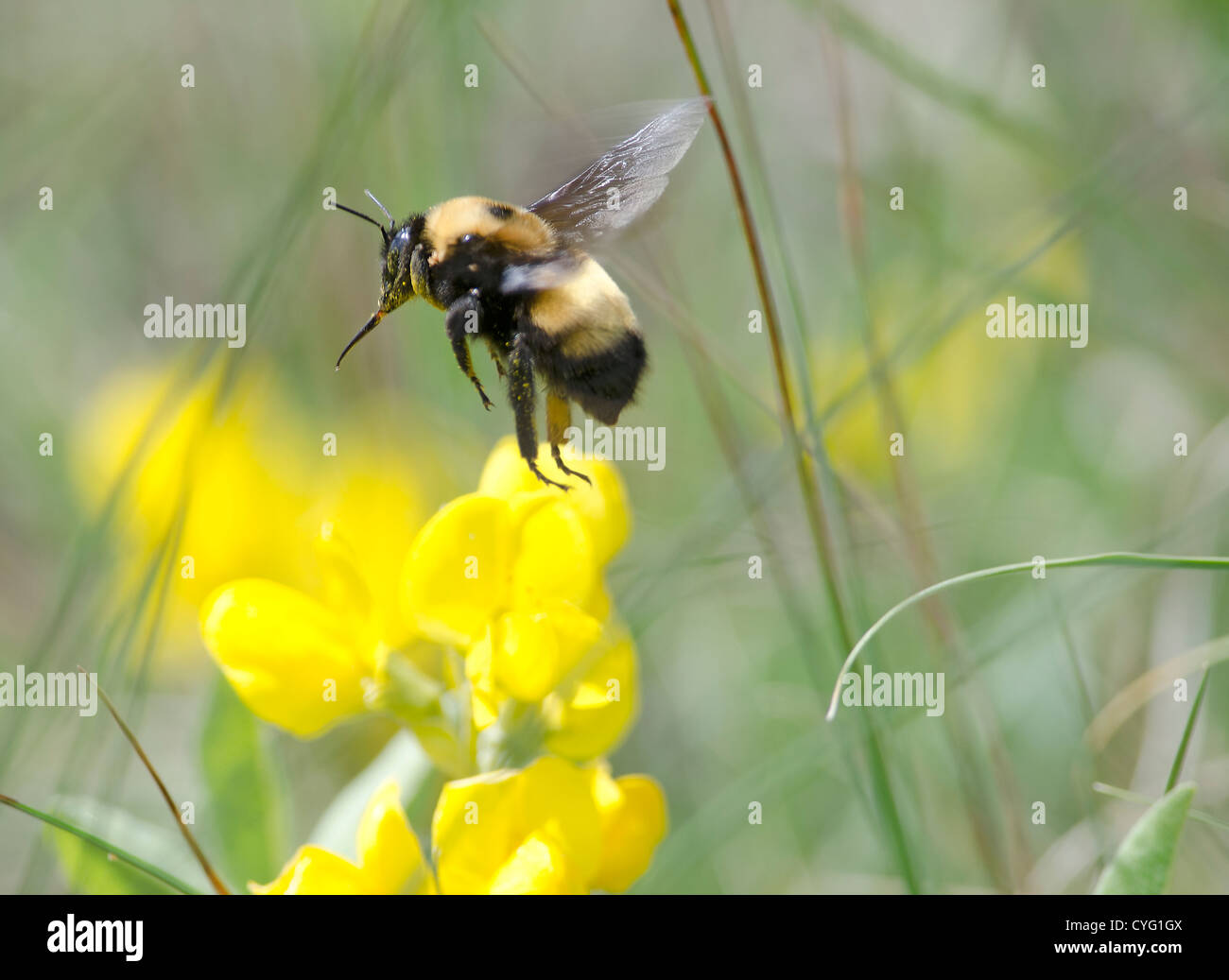 Bumble Bee in Flight Stock Photo