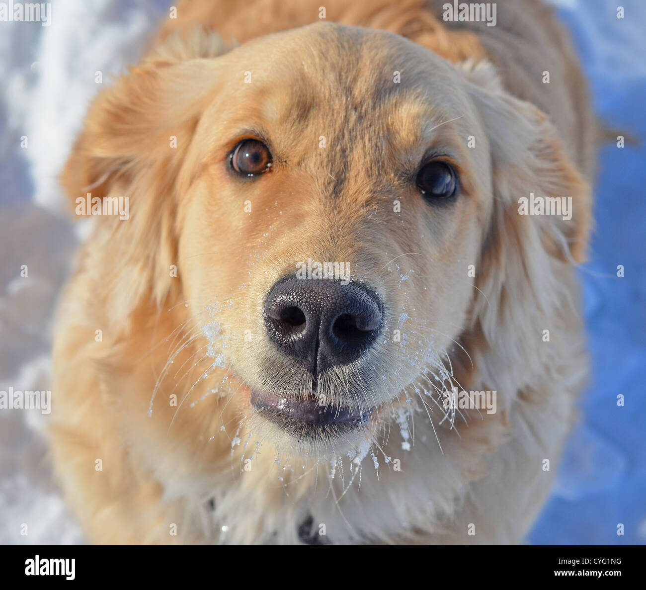 golden-retriever-isolated-on-hi-res-stock-photography-and-images-alamy