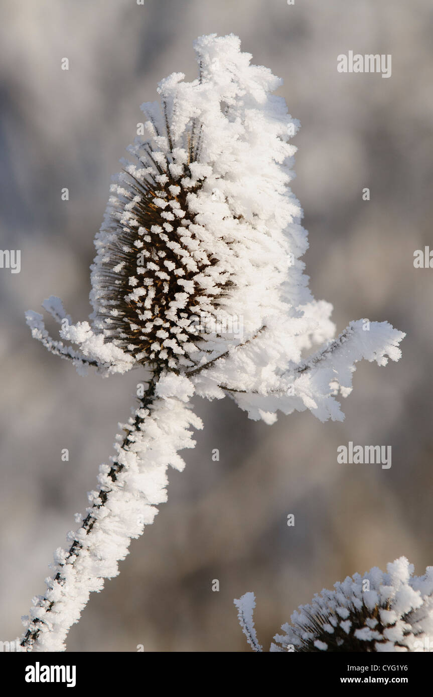 Teasel covered in frost Stock Photo