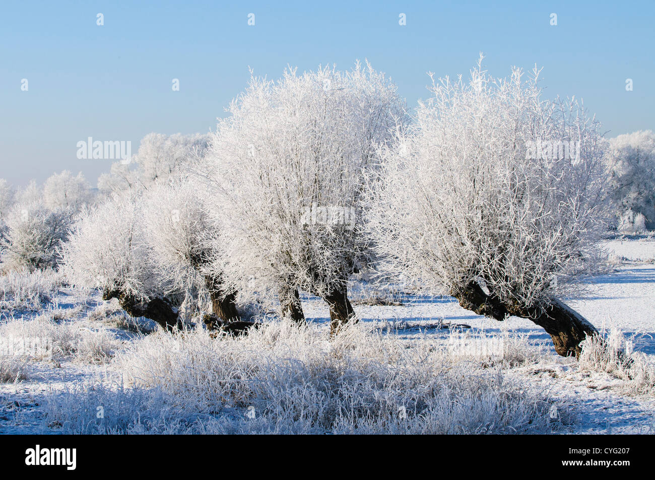 Typical Dutch winter landscape with Willows covered in frost near the