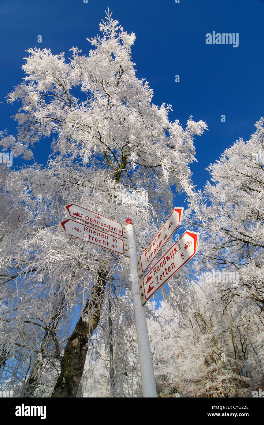 Birch trees covered in frost Stock Photo - Alamy