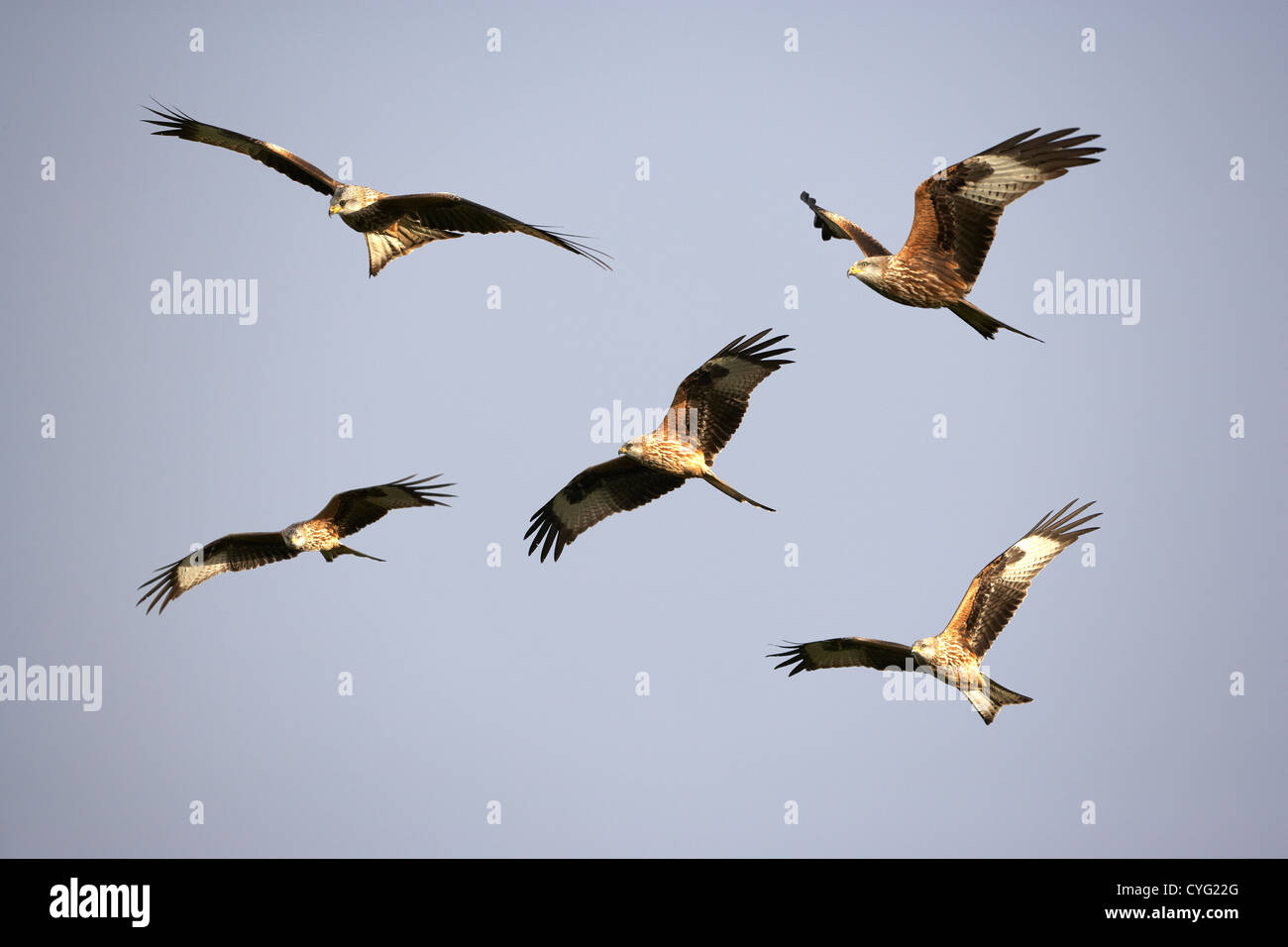 Montage of Red Kites, Llanddeusant, Brecon Beacons, Wales, UK Stock Photo
