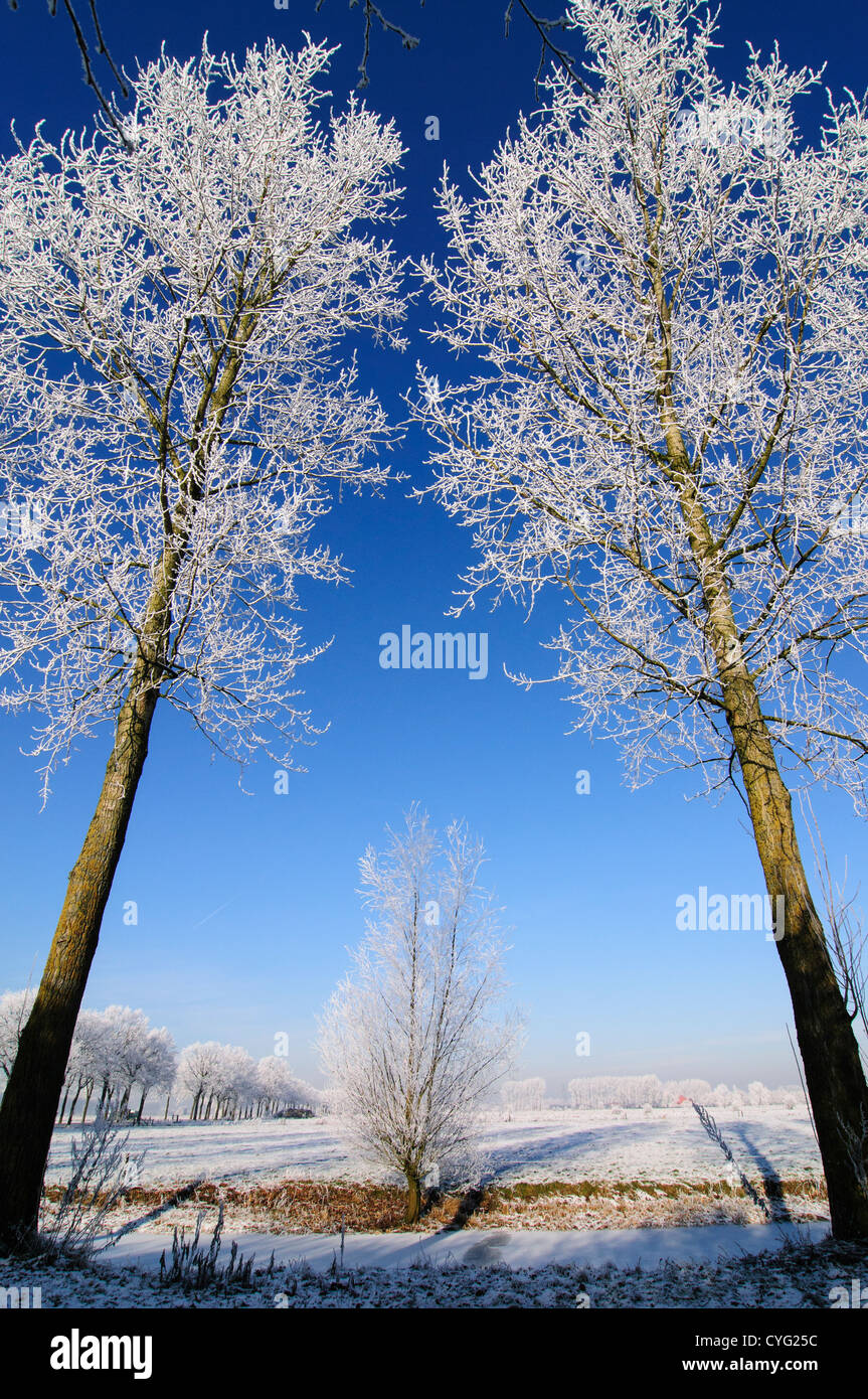 Winter landscape with white frosted trees against a blue sky Stock ...