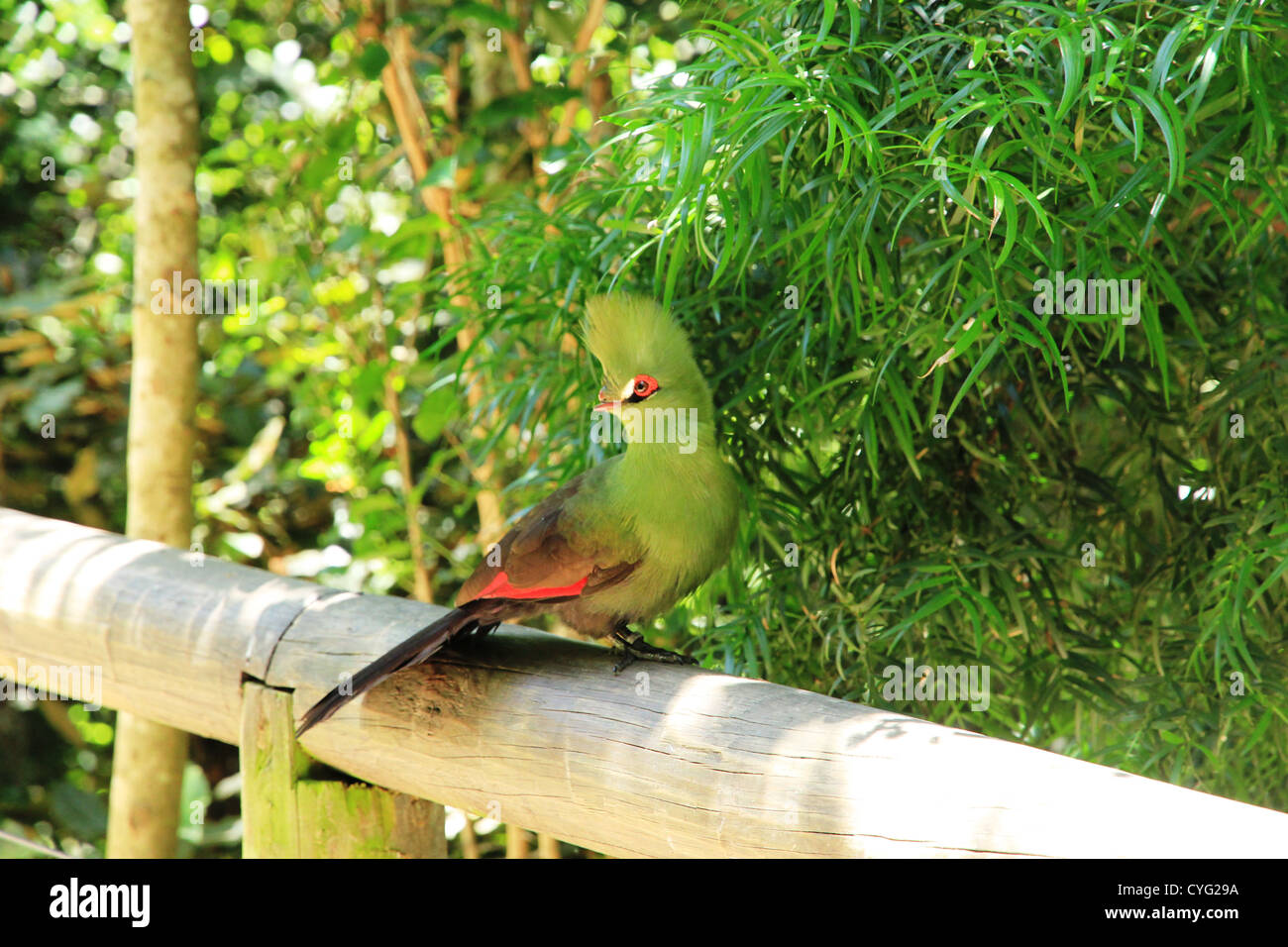 Green bird Stock Photo