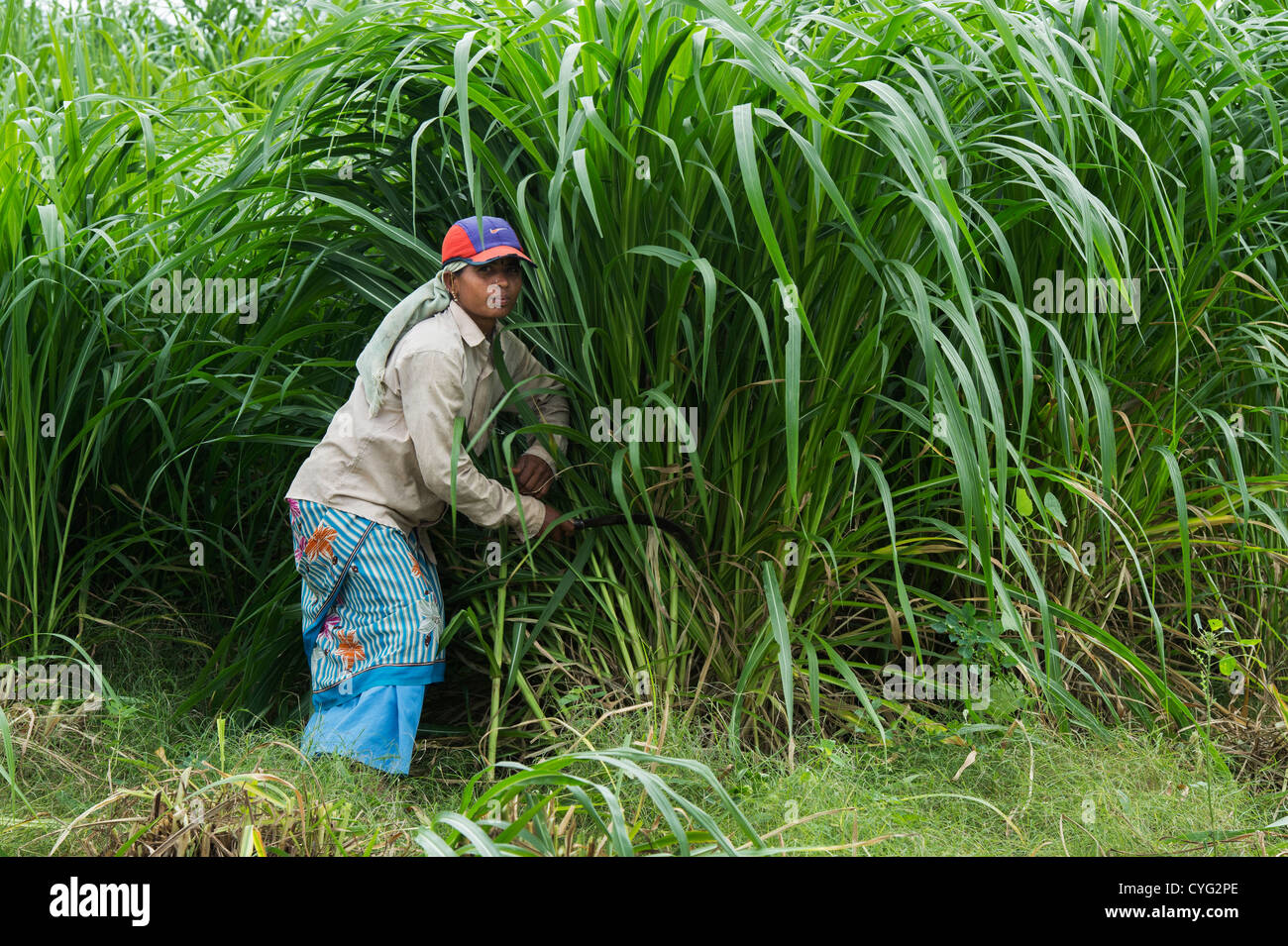 Indian woman cutting grass crop for cattle feed in the Indian