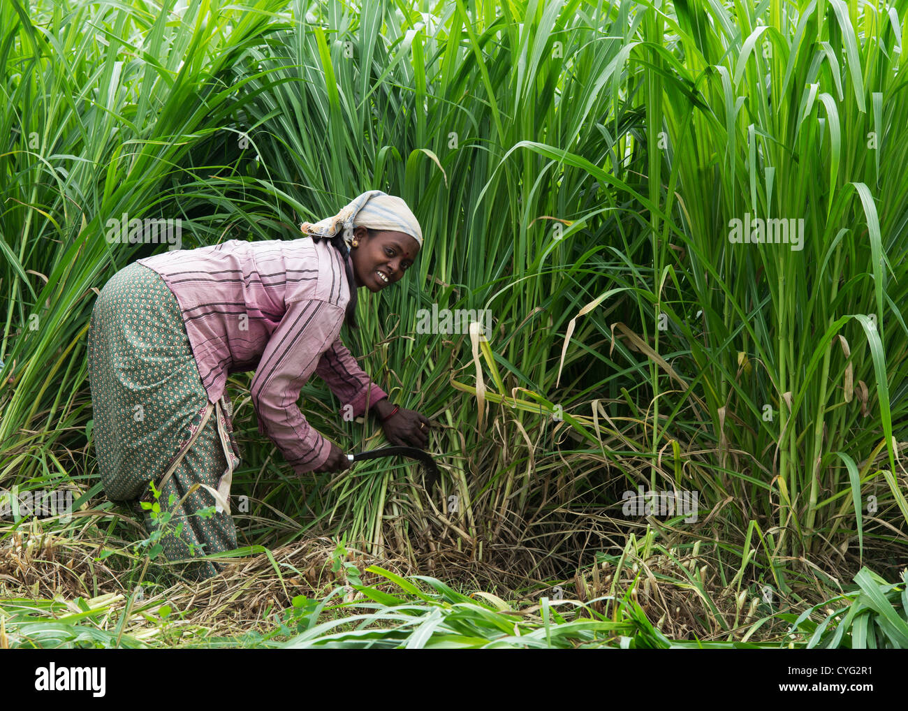 Indian woman cutting grass crop for cattle feed in the Indian