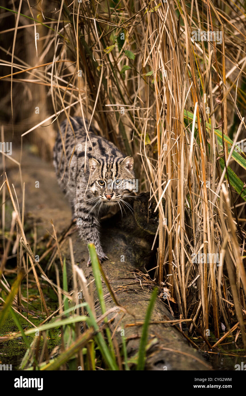 Cat stalking wildlife hi-res stock photography and images - Alamy