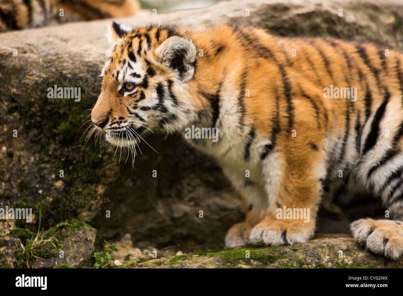 Sumatran Tiger Cub Stock Photo