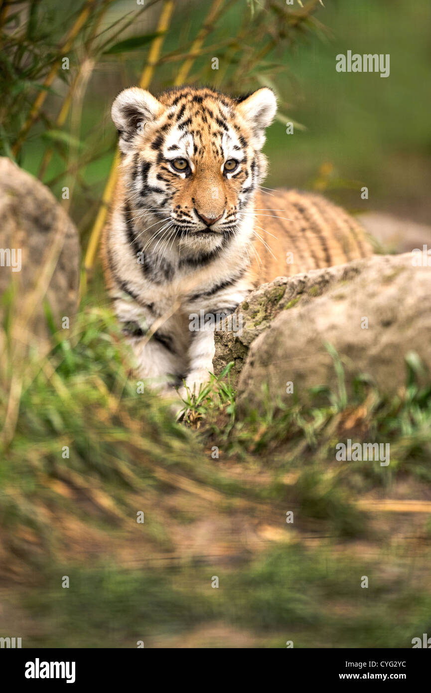 Sumatran Tiger Cub Stock Photo