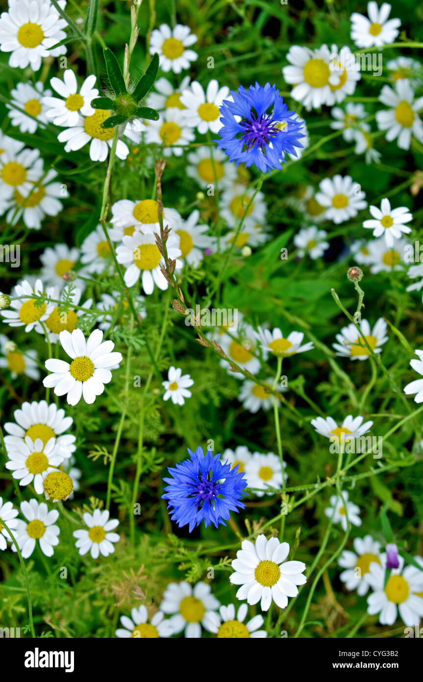 Blue Cornflowers with White Oxeye Daisies and Corn Chamomiles Stock Photo