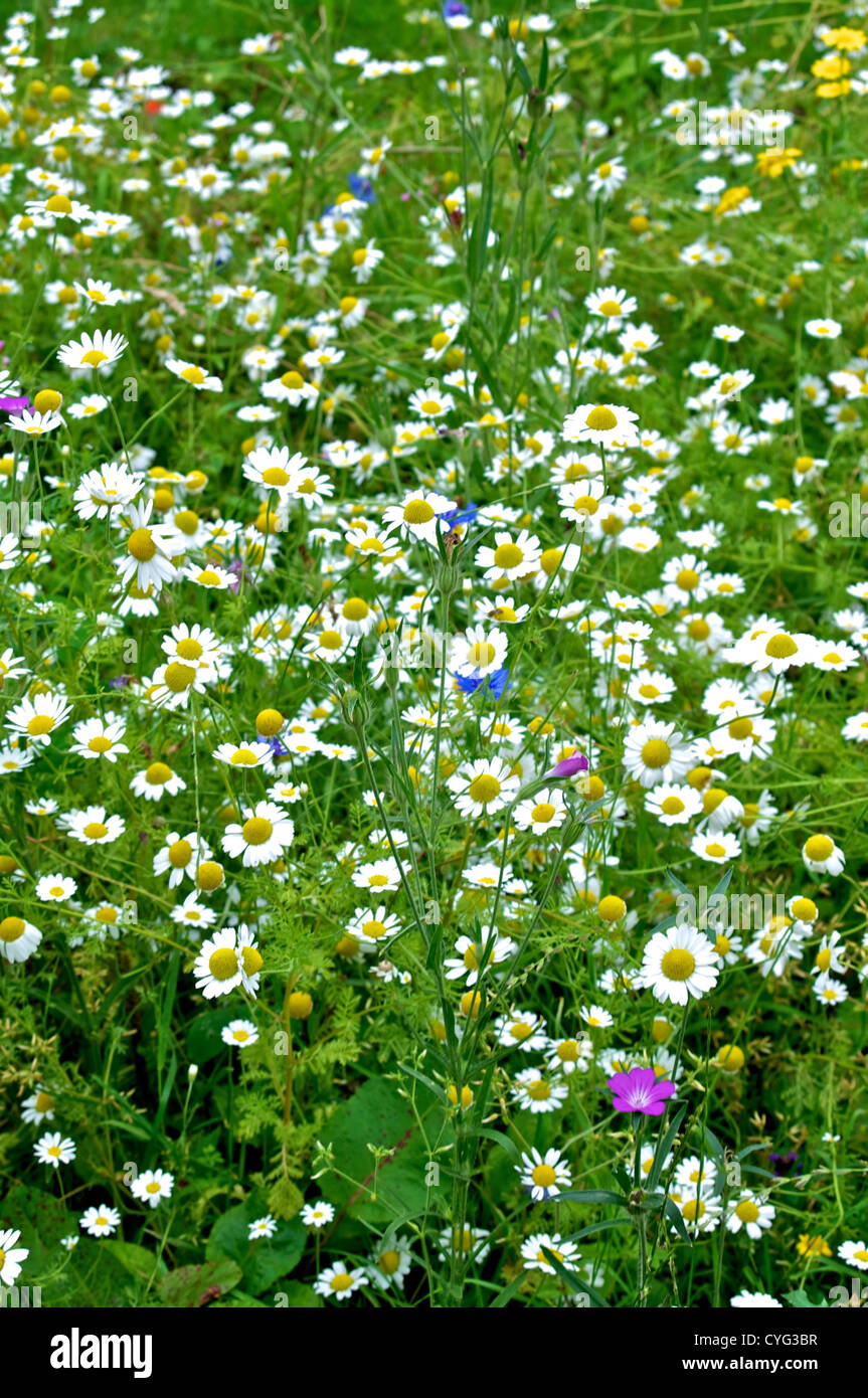 OXEYE DAISIES and CORN CHAMOMILE in a group in a field of wild flowers with Cornflowers and Corn Cockles Stock Photo