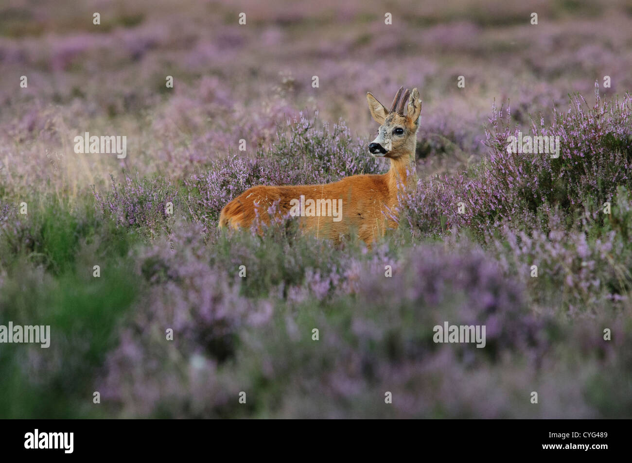 Roe deer in blooming heather Stock Photo Alamy