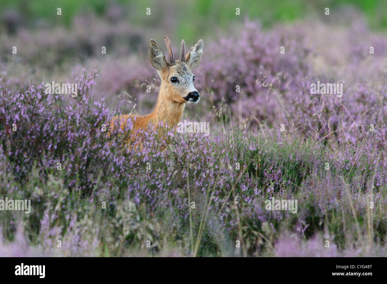 Roe deer in blooming heather Stock Photo