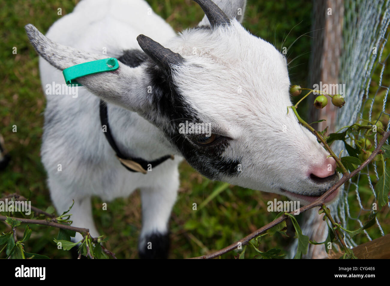 Pygmy goat eating foliage Stock Photo Alamy