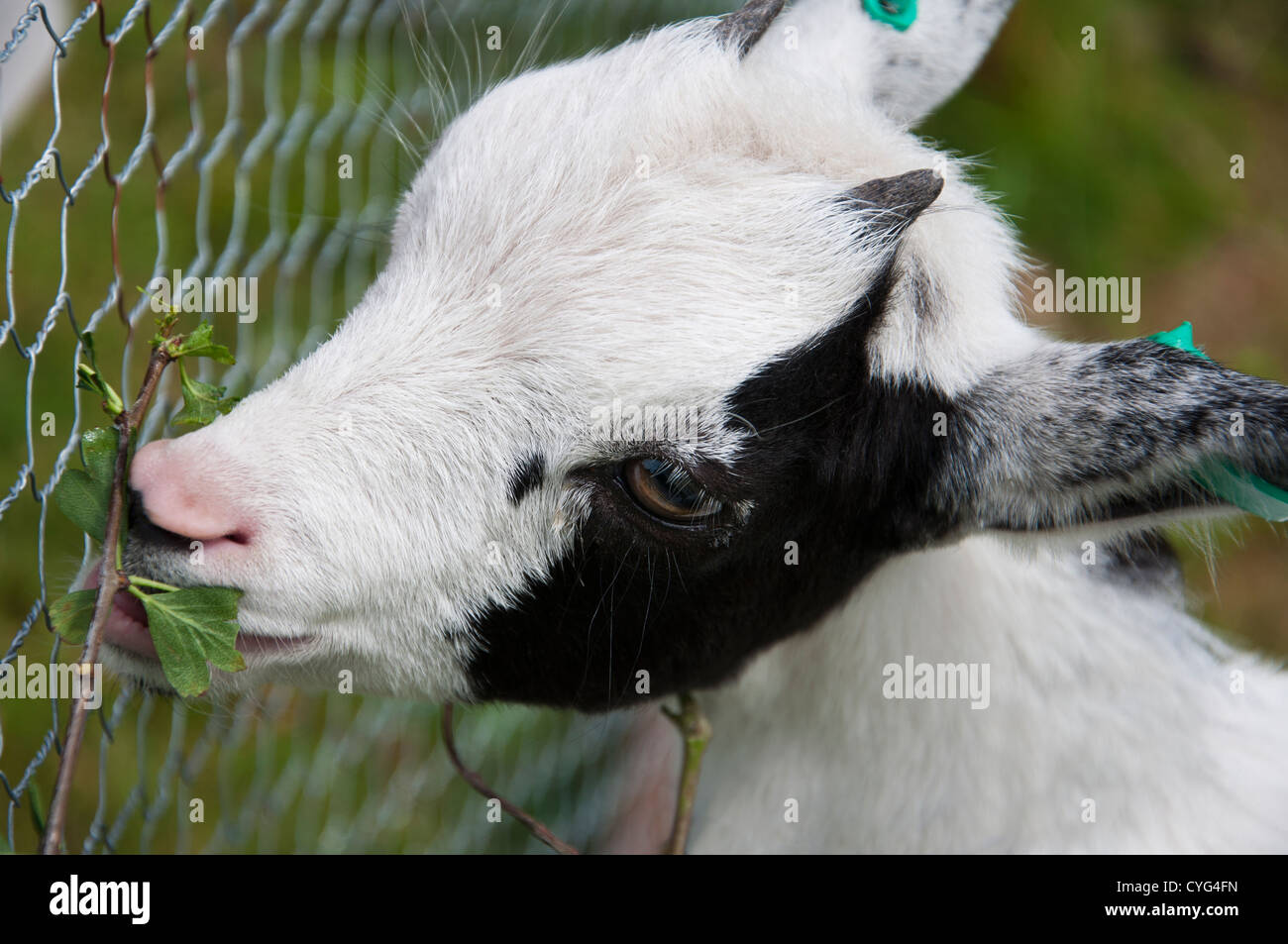 Pygmy goat eating foliage Stock Photo Alamy