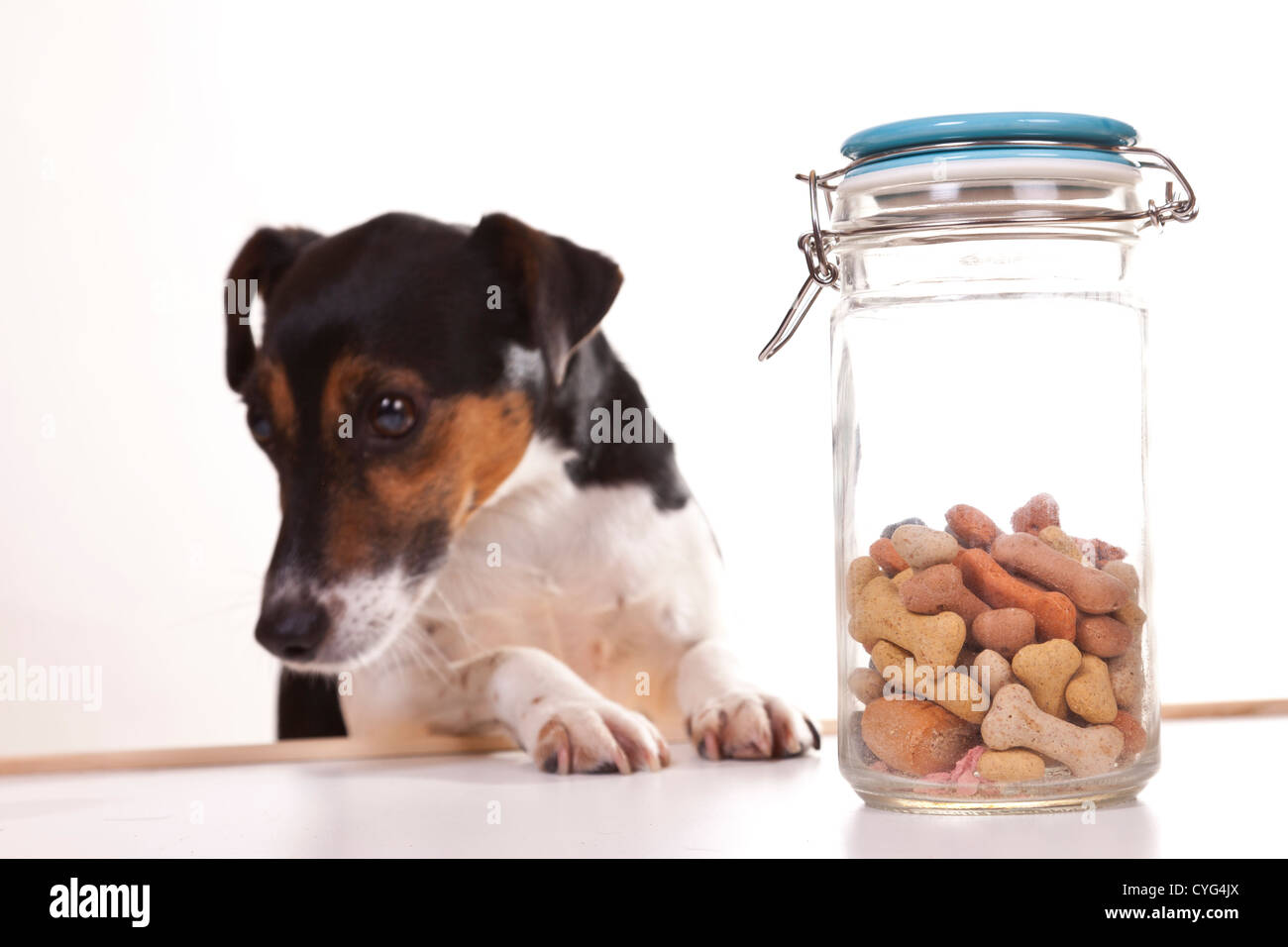 Cute jack russell dogs looking and trying to get to a jar of treats
