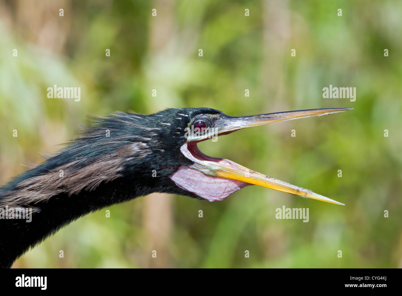anhinga (Anhinga anhinga) close-up of adult showing head and neck, with beak open, calling, Florida, USA Stock Photo