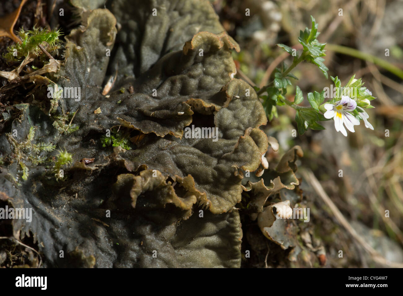 Lichen (Peltigera membranacea) with Euphrasia sp. Stock Photo