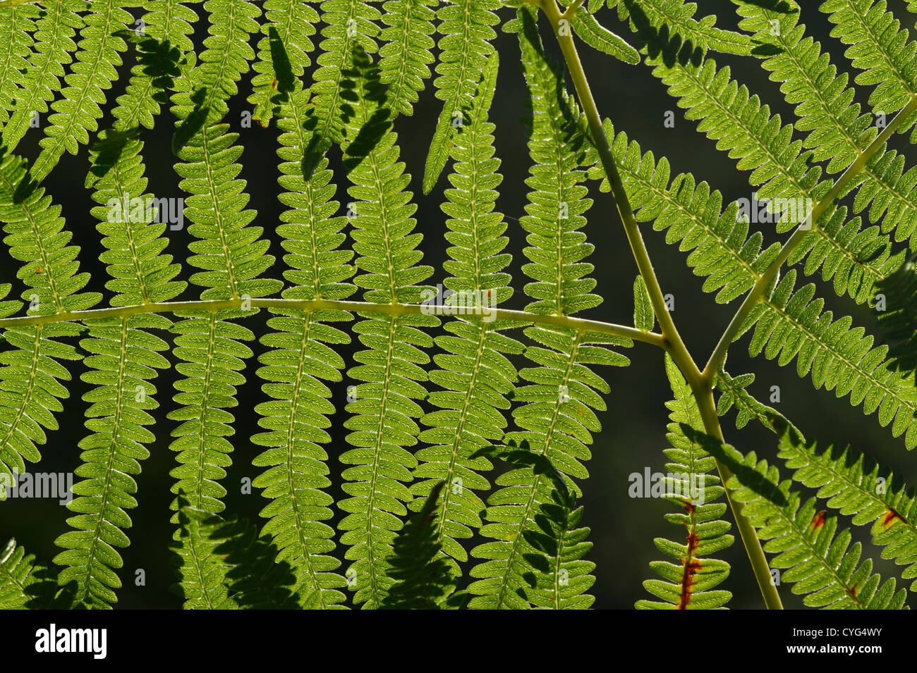 Bracken (Pteridium aquilinum), backlit Stock Photo