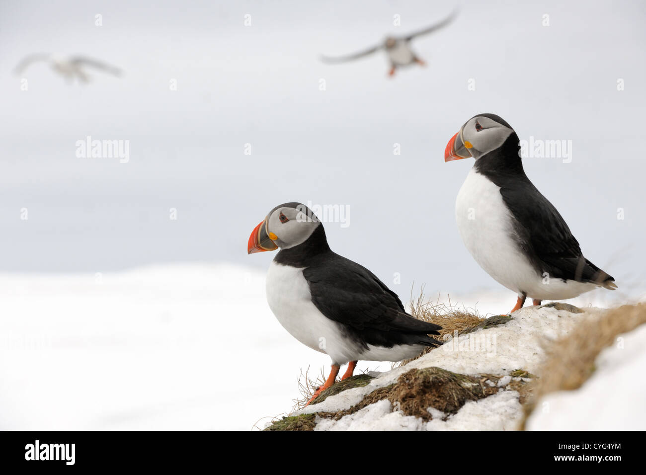 Two Atlantic Puffin on cliff with others flying in background. Stock Photo