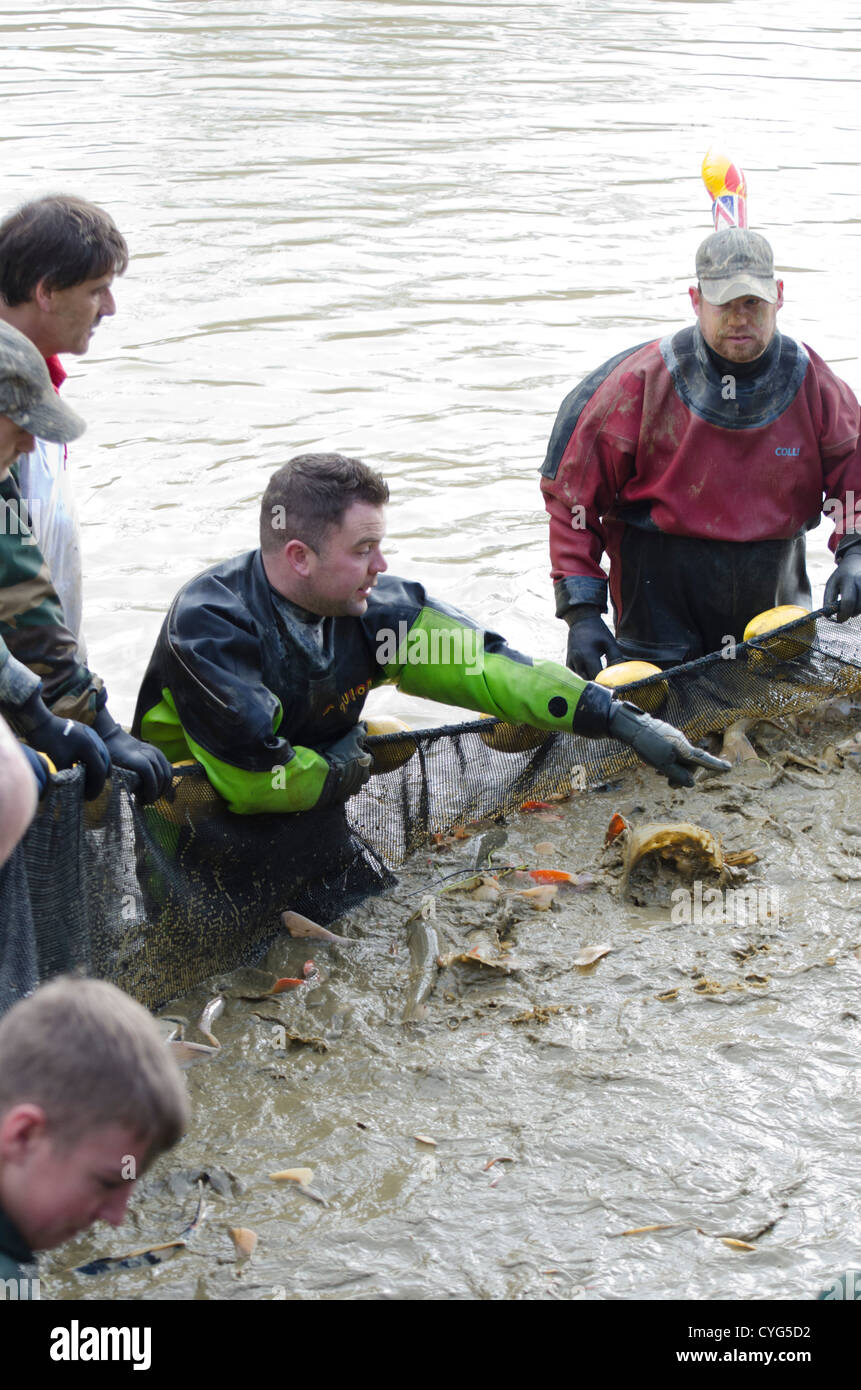 collecting fish for farming Stock Photo
