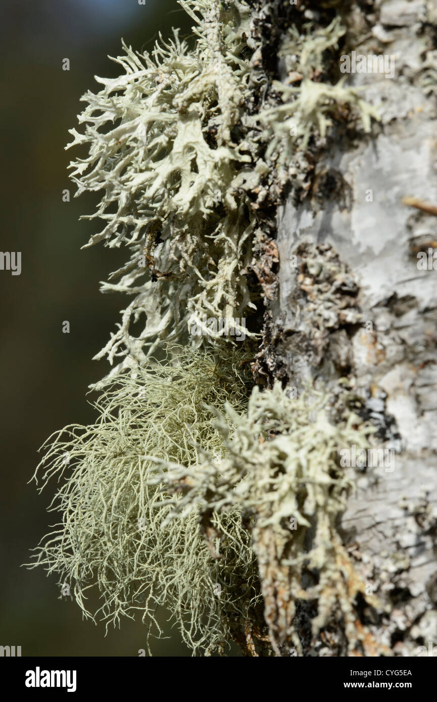 Lichens on Silver Birch Tree Stock Photo