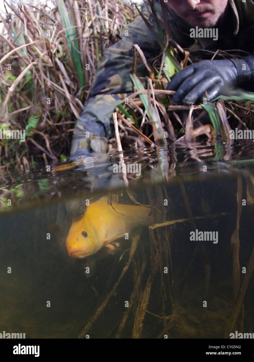 Golden tench put back Stock Photo