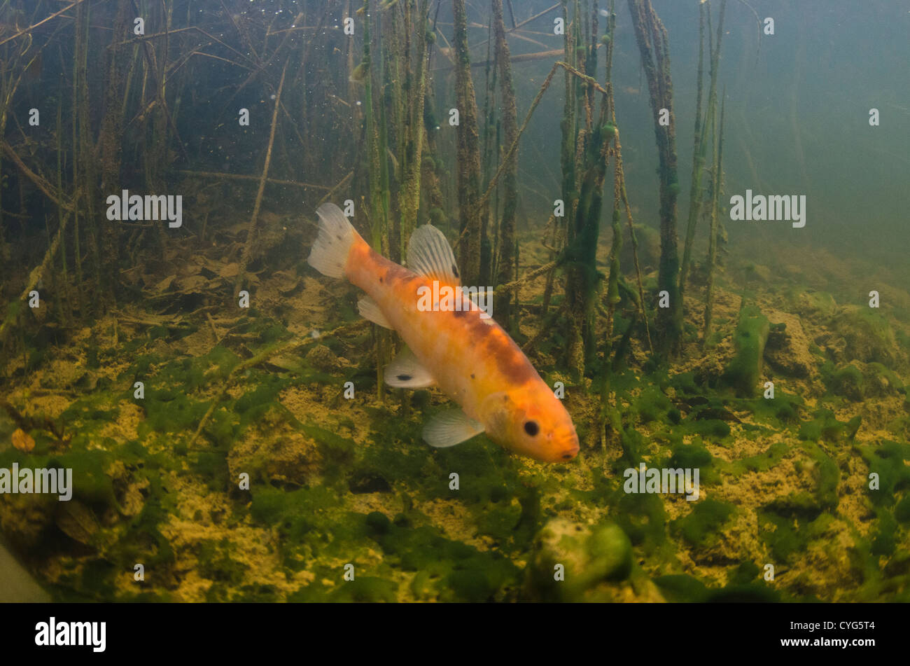 First Underwater picture of a golden tench in UK Stock Photo