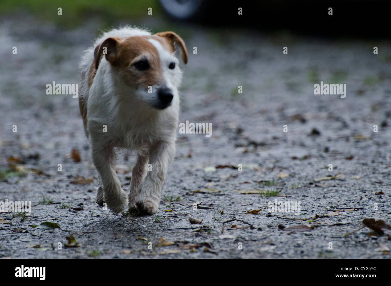 Jack Russel walking Stock Photo Alamy