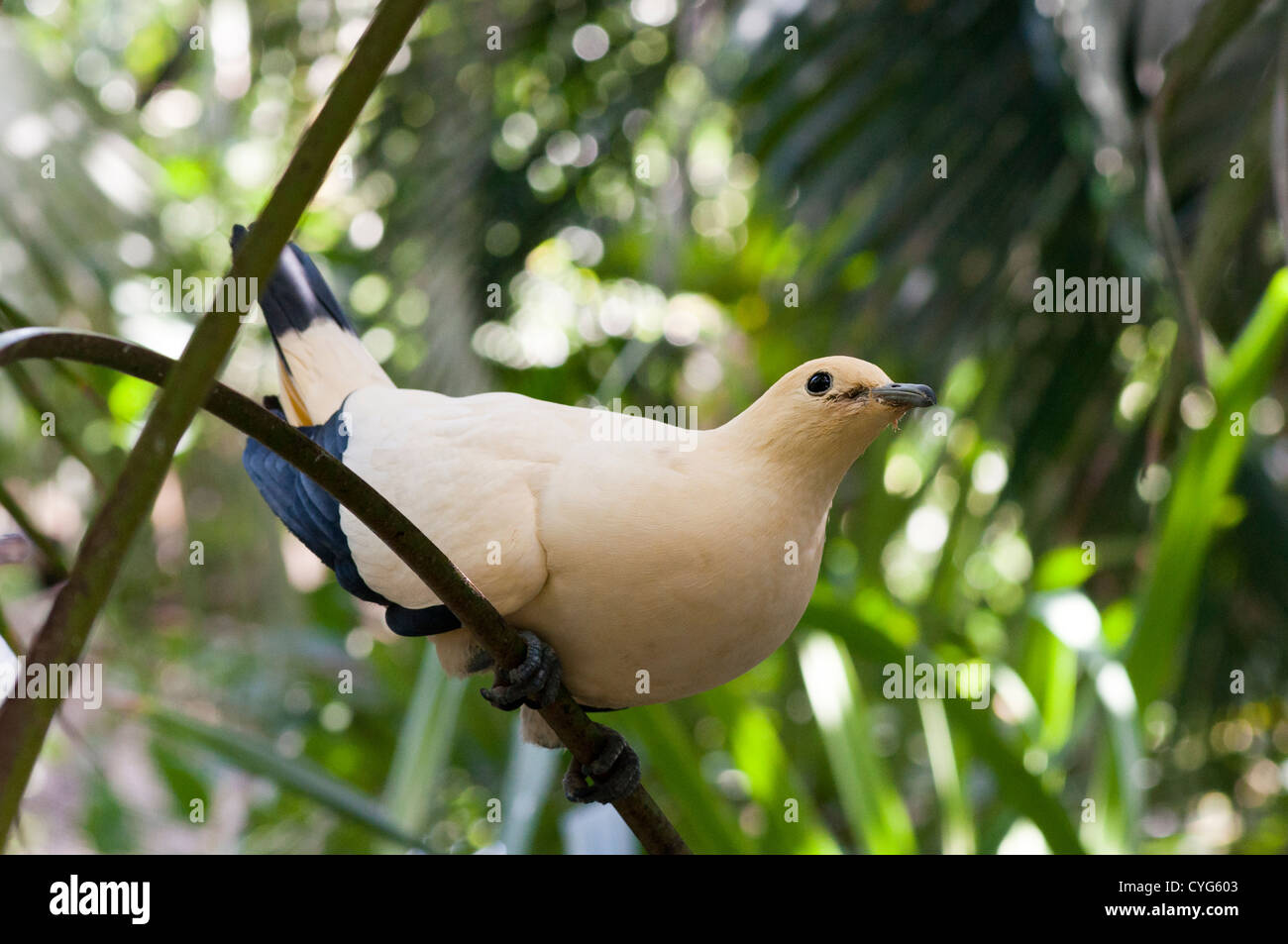 Yellowish Imperial Pigeon (Ducula subflavescens) on display in an aviary at the Bali Bird Park - in captivity Stock Photo