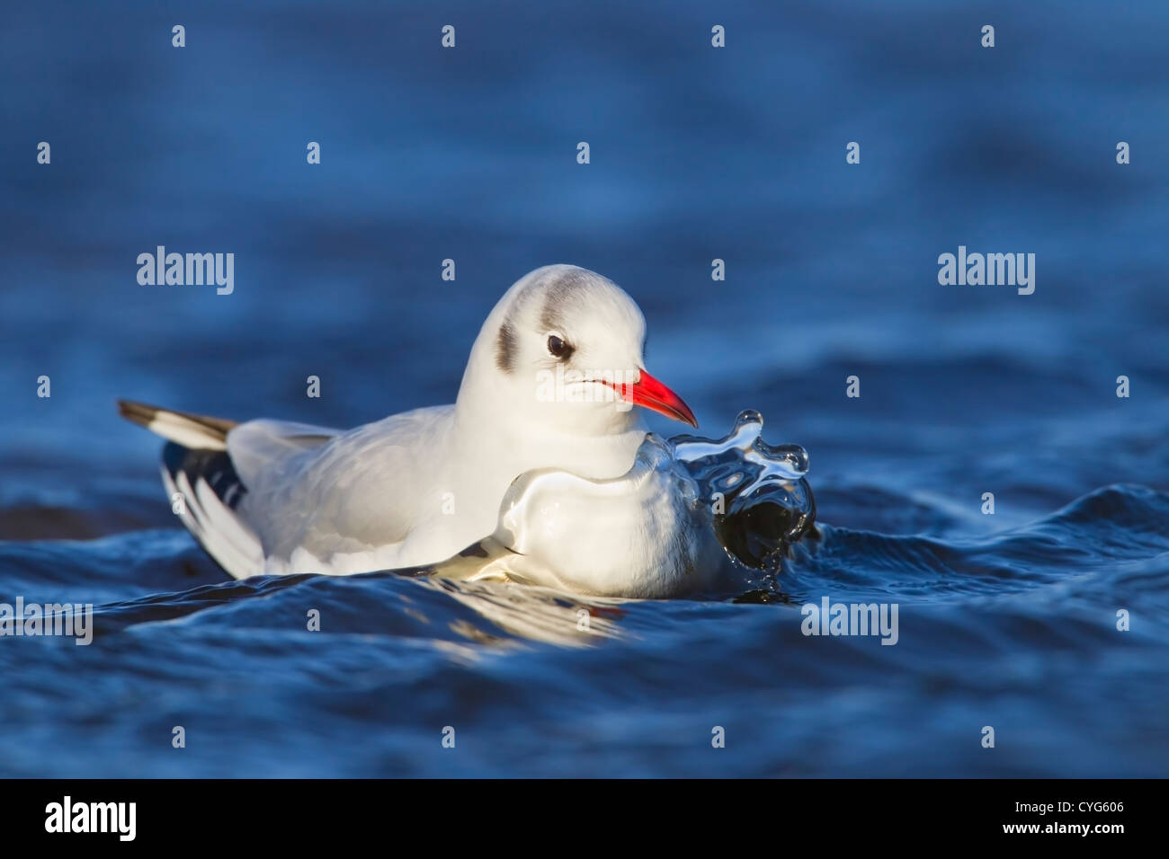 black-headed gull (Chroicocephalus ridibundus) in winter plumage swimming on water, Salthouse, Norfolk, England, UK, Europe Stock Photo