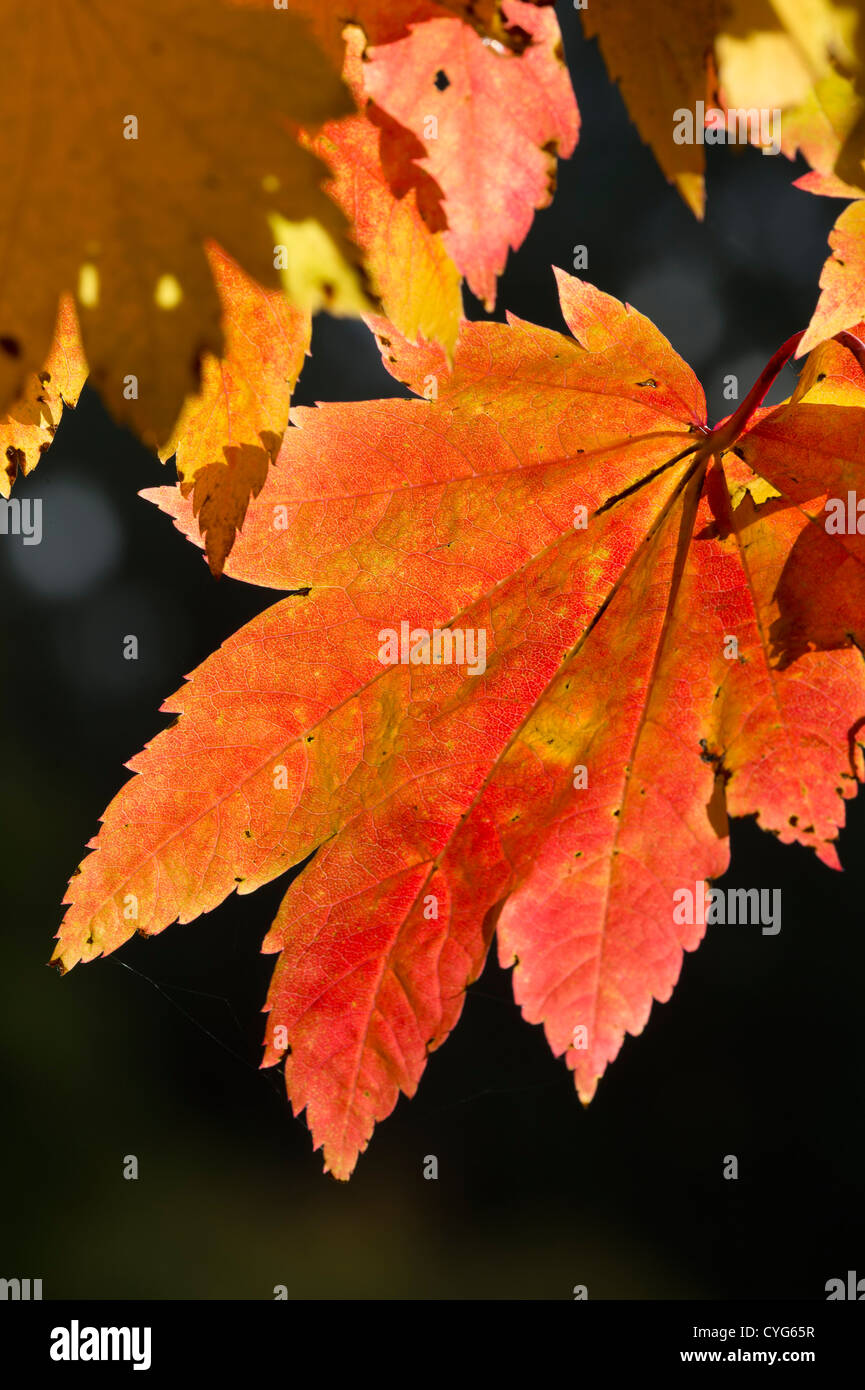 Downy Japanese maple 'Vitifolium' (Acer japonicum) leaves, autumn Stock Photo