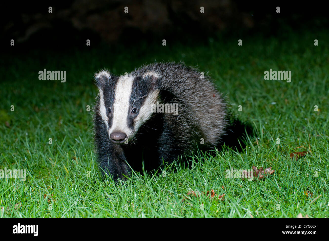 A eurasian badger (Meles meles) cub searches for food on a suburban garden lawn at night Stock Photo