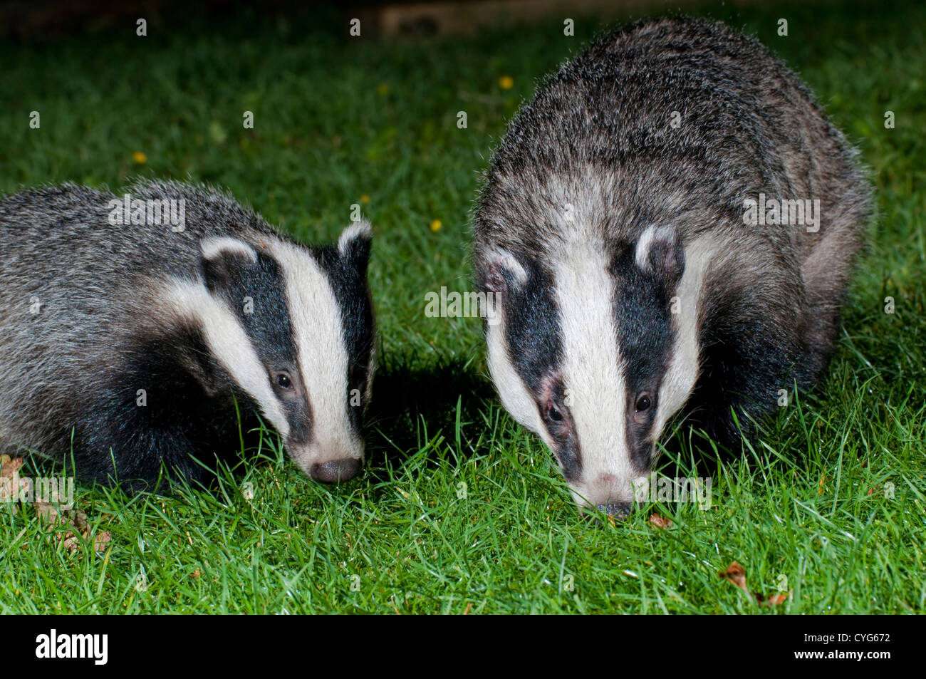 A eurasian badger (Meles meles) mother and cub search for food on a suburban garden lawn at night Stock Photo