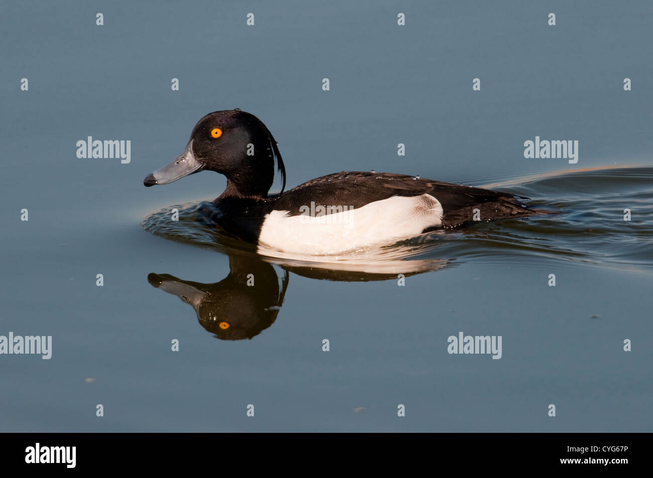 A male Tufted Duck (Aythya fuligula) swimming, reflected in still blue water Stock Photo