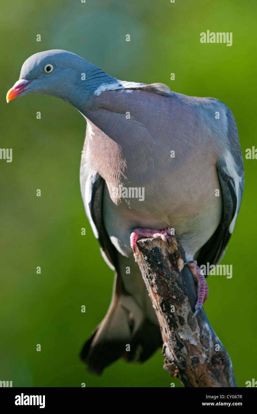 Close portrait of a Woodpigeon (Columba palumbus) Stock Photo