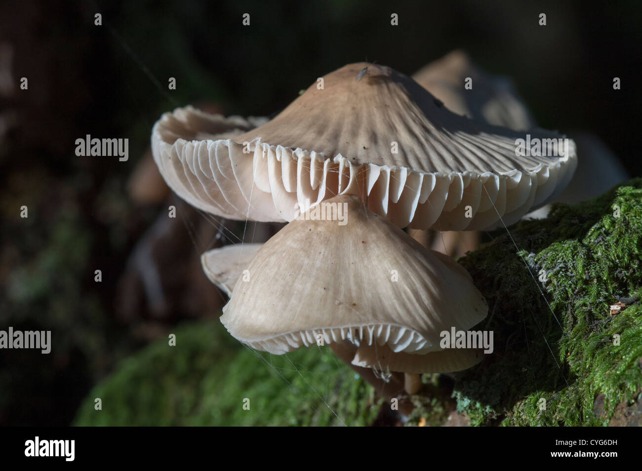 Common Bonnet (Mycena galericulata) fungi Stock Photo