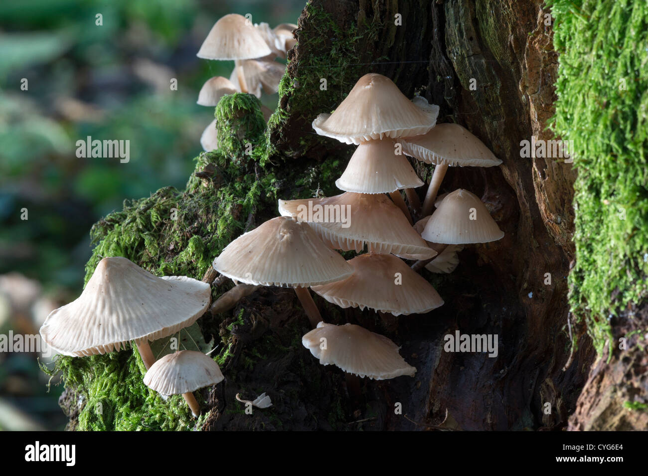 Common Bonnet (Mycena galericulata) fungi Stock Photo