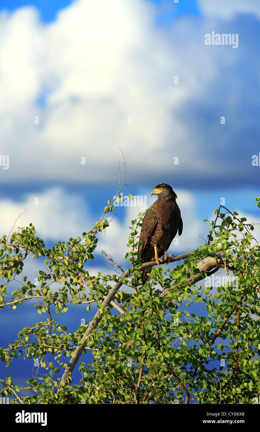 Crested serpent eagle (Spilornis cheela) in Uda Walawe National Park. Stock Photo