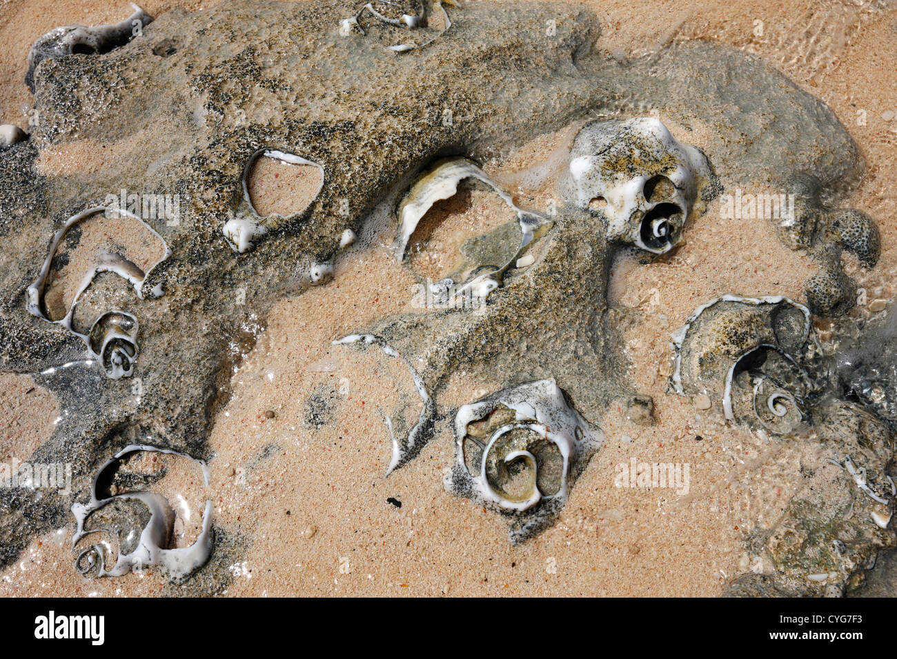 Stoned shell on the beach - Grand Turk Bahamas Queen conch Strombus gigas Stock Photo