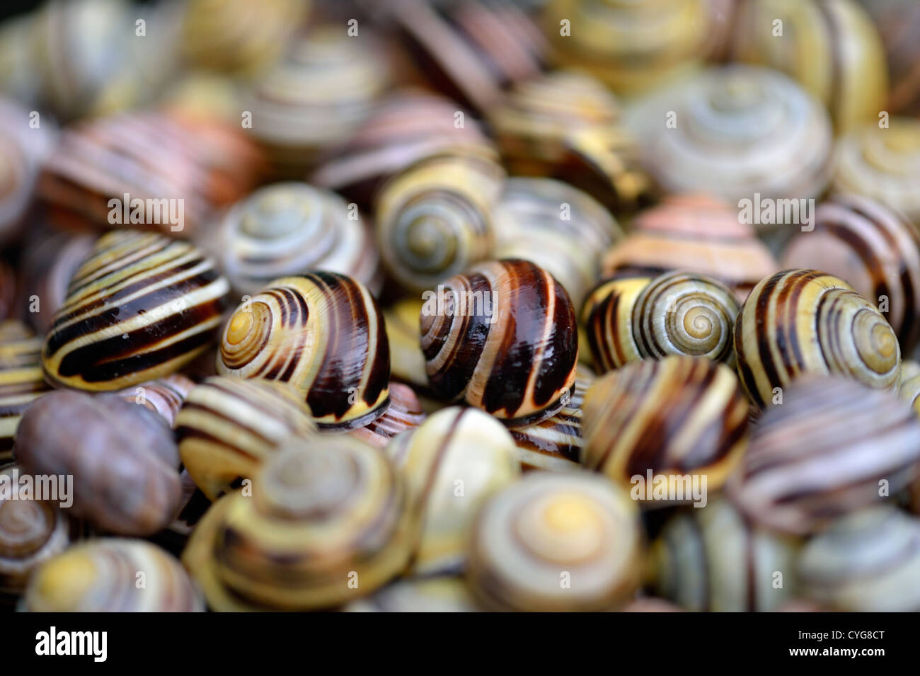 Cepaea nemoralis shells hi-res stock photography and images - Alamy