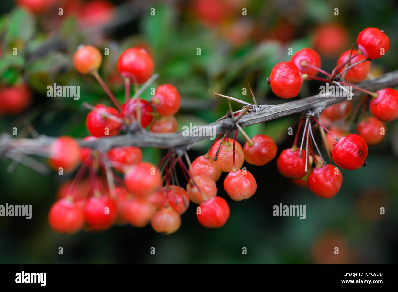 berberis aggregata red berry berries fruits barberry closeup selective focus shrubs bush autumn autumnal Stock Photo