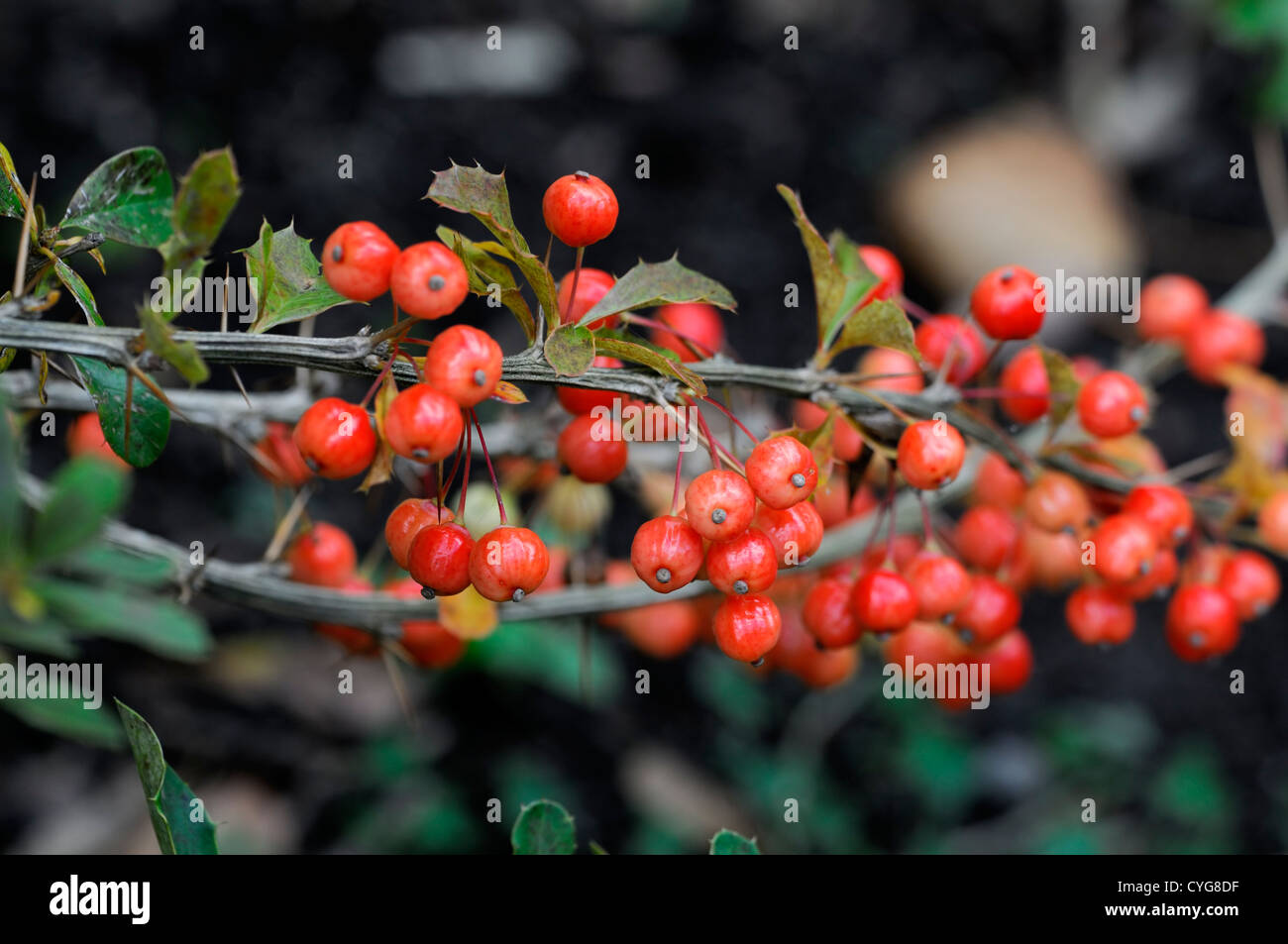 berberis aggregata red berry berries fruits barberry closeup selective focus shrubs bush autumn autumnal Stock Photo