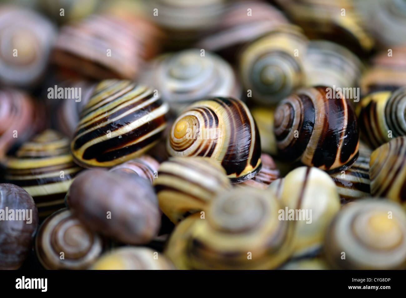 Cepaea Shell Cepaea nemoralis shells hi-res stock photography and images - Alamy