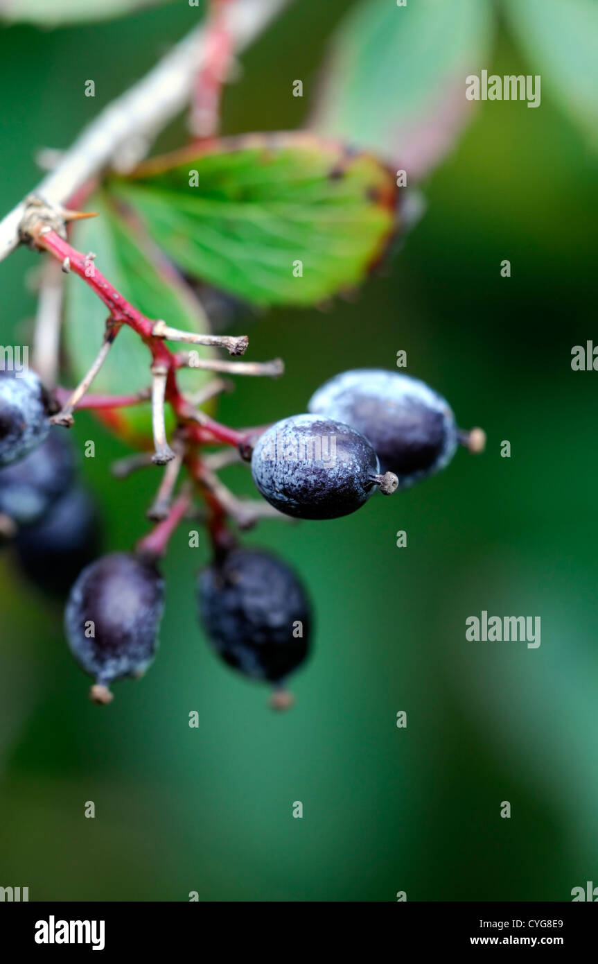 Black barberry hi-res stock photography and images - Alamy