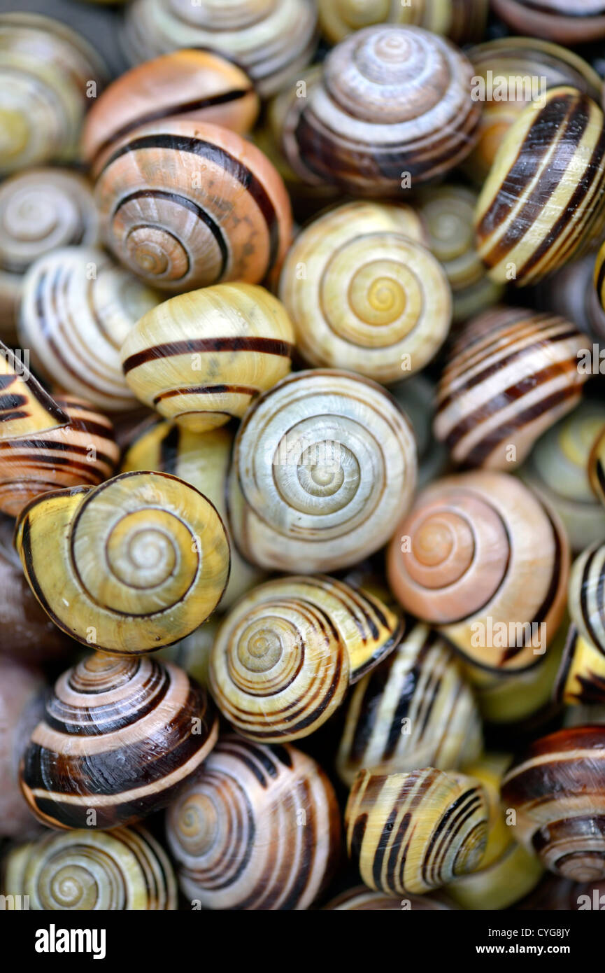 Banded snail polymorphism hires stock photography and images Alamy