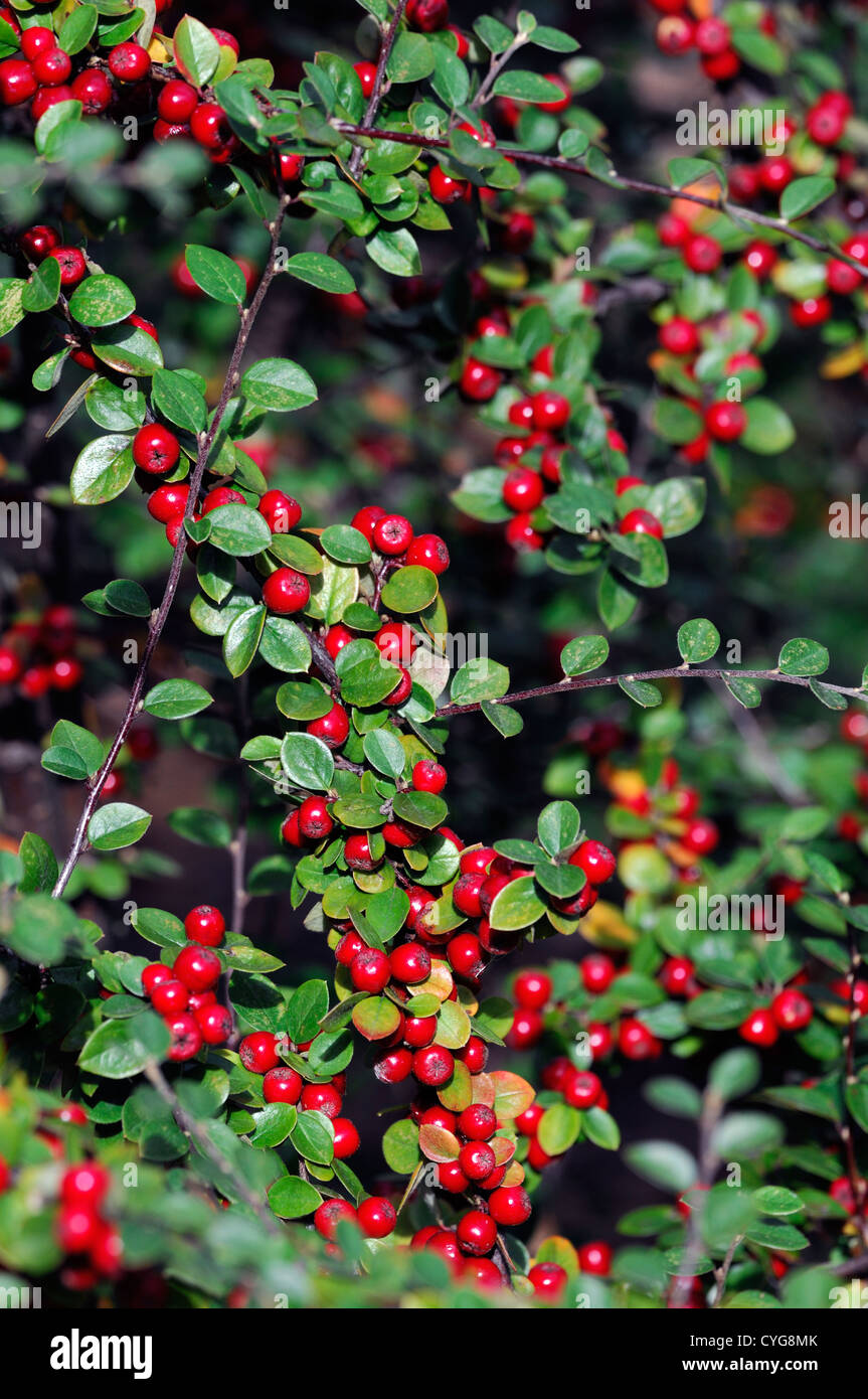 cotoneaster bradyi red berry berries autumn closeup selective focus shrubs plant portraits autumn autumnal Stock Photo