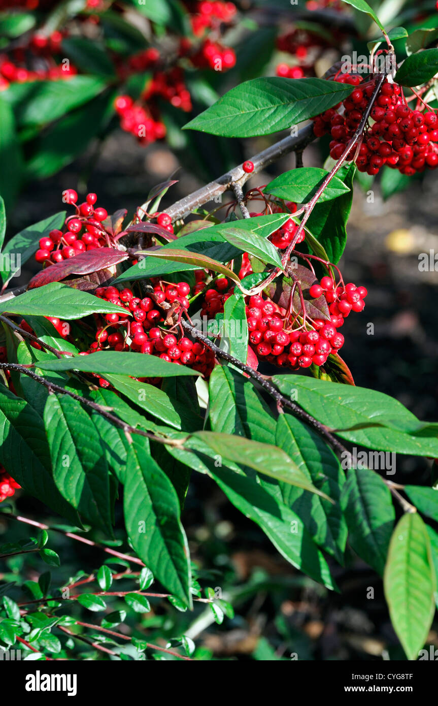 cotoneaster frigidus westonbirt red berry berries autumn closeup selective focus shrubs plant portraits autumn autumnal Stock Photo