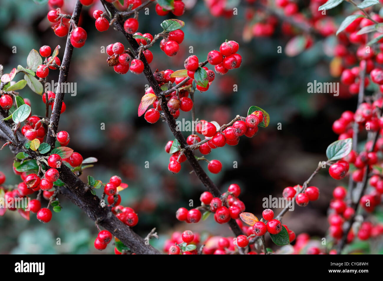 cotoneaster glaucophyllus red berry berries autumn closeup selective focus shrubs plant portraits autumn autumnal Stock Photo