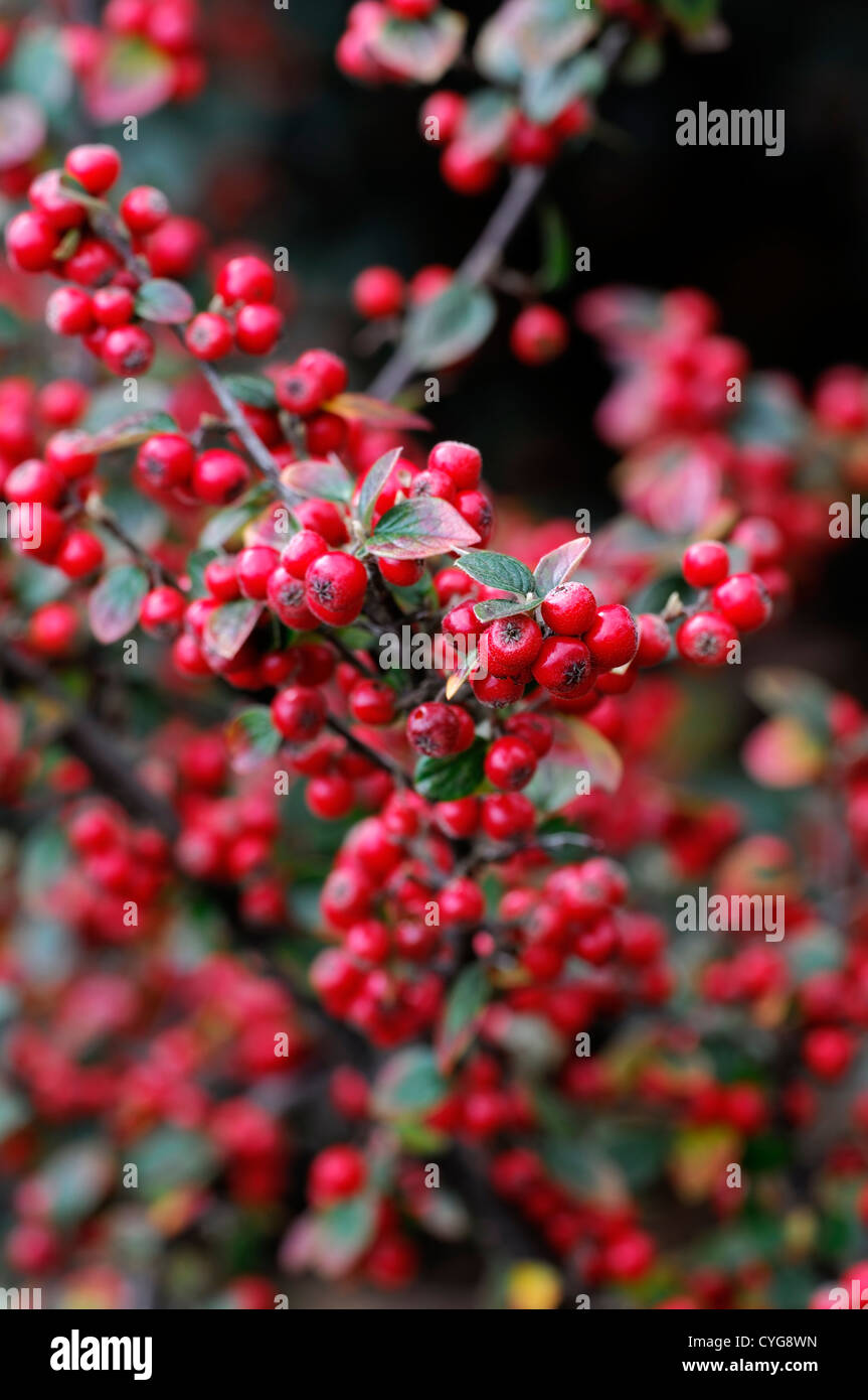 cotoneaster glaucophyllus red  berry berries autumn closeup selective focus shrubs plant portraits autumn autumnal Stock Photo
